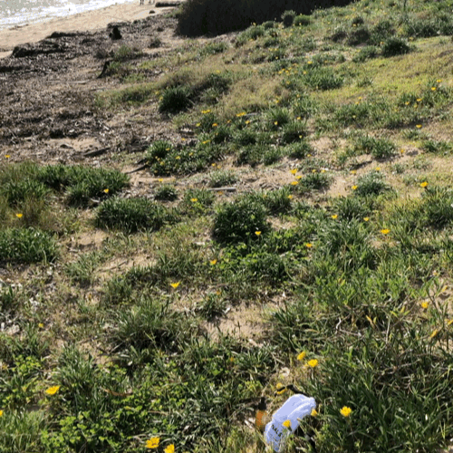 Organic Tea Tree Face Serum