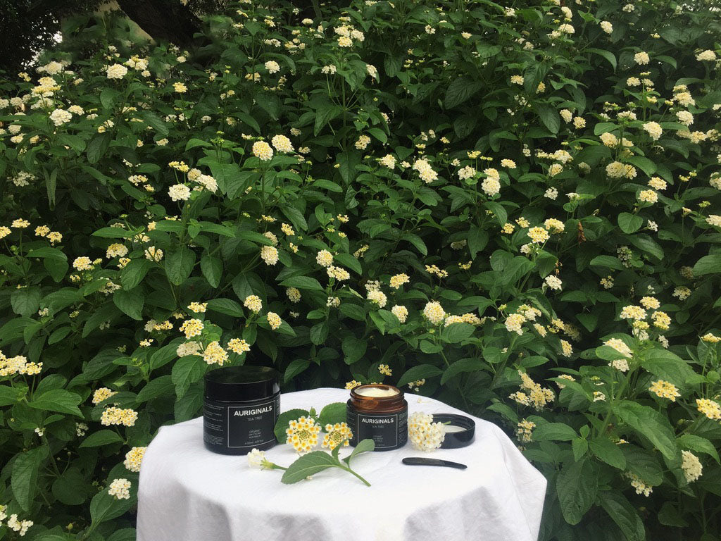 Organic Tea Tree Day Cream